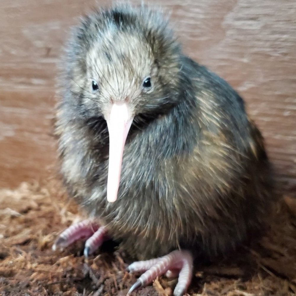 Meet your Posher, Jeffrey